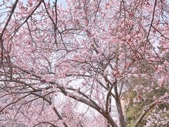 -桃花堤公园