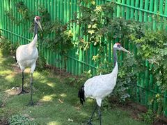 -西霞口神雕山野生动物世界