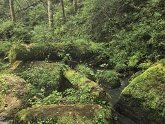 -五营红松林海景区