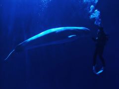 -多彩贵州城极地海洋世界