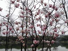 -东莞植物园