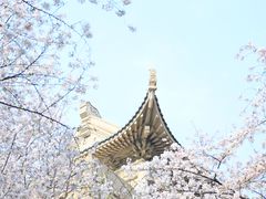 -武汉大学-樱园