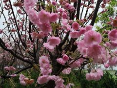 -天适樱花悠乐园