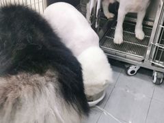 -宠福鑫康馨动物医院·骨科·眼科