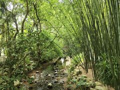 -深圳仙湖植物园