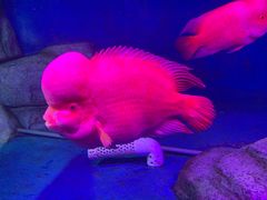 -泉州海丝野生动物世界