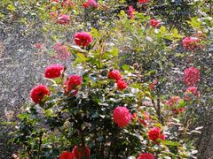 -人民公园(罗湖区)