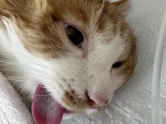 -达爱动物医院·犬猫分区·CT·复杂眼科(远洋山水分院)