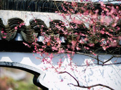 -梅花山(明孝陵内)