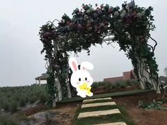 -大塘金香草谷