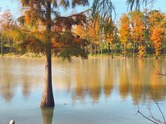 -上海长兴岛郊野公园