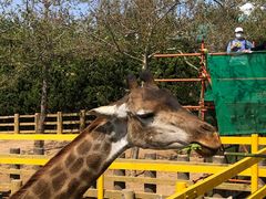 -西霞口神雕山野生动物世界