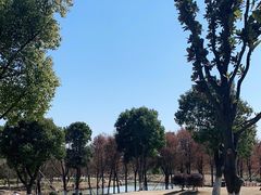 -九科绿洲
