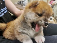 -逗柴咖啡屋·狗咖猫咖宠物桌游