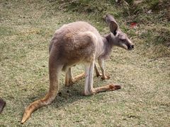 -泉州海丝野生动物世界