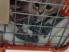 -佳雯宠物医院·皮肤科·内外科(春晓路分院)