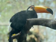 -鸡鸣汤包(红山动物园店)