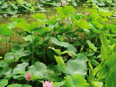 -陈家山荷花公园
