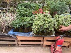 -龙大花卉苗木市场