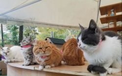 -萌宠亲子动物乐园(槐房万达店)