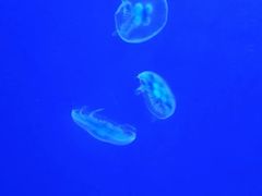 -深圳野生动物园
