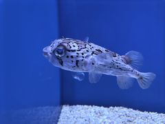 -石家庄市动物园