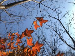 -吴淞炮台湾湿地森林公园烧烤区