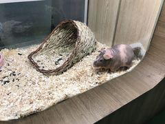 -藦茜花园宠物主题亲子互动体验馆(国顺东路店)