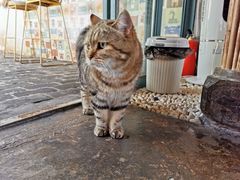 -喵屿·大理花园猫咖