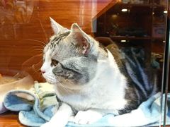 -Goku PET SHOP宠物视觉生活馆(双井店)
