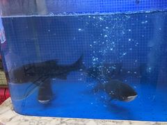 -香山湖渔家大院