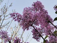 -霸蛮湖南菜·牛肉粉(荣京西街店)