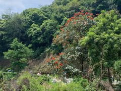 -阳台山森林公园