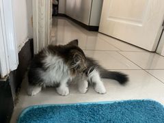 -宠物星动物医院·眼科·异宠·猫科(江南大道总院)