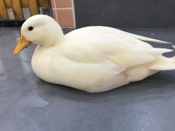 -Moni星球萌宠·小马宝莉·灵蛇·高端高阶全萌宠互动体验俱乐部(红豆国际广场店)