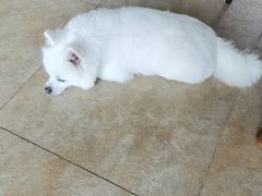 -宠爱国际动物医院· 猫科· 外科·中兽医(长白店)