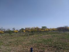 -西青郊野公园