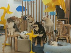 -柴迷FANS CLUB·柴犬狗咖·猫咖