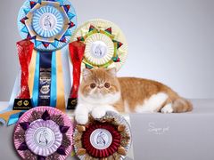 -超宠爱宠物摄影-Super pet