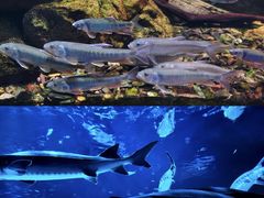 -太平洋海底世界