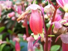 -秦美花卉(天朗·莱茵小城2期店)