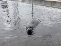 -西雅图水族馆