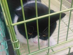 -中环花鸟鱼虫市场