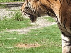 -上海野生动物园老虎餐厅