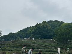 -龙井村