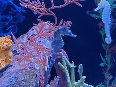 -上海海洋水族馆