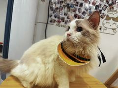 -楼上猫咖(罗湖店)