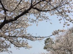 -武汉大学-樱园