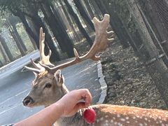 -秦皇岛野生动物园