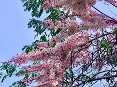 -深圳国际园林花卉博览园